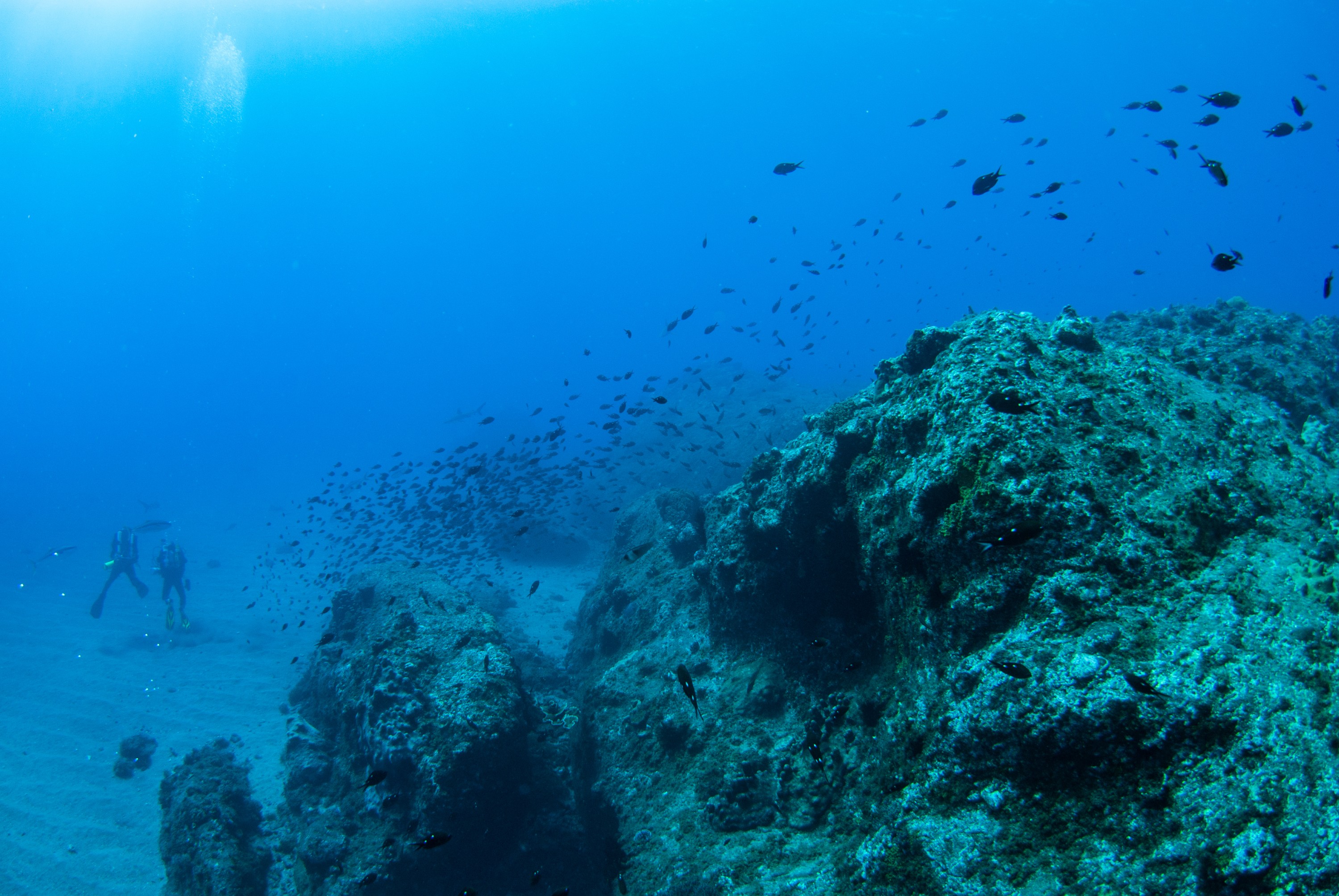 _JFG2573 – kermadec, islands, kermadecs, dive, images, remote, doc, sub tropical, subtropical, sub-tropical, marine, reserve, expedition, lust for rust, mesley, crispin, nz, new, zealand, new zealand, crispin, Kermadecs 13,